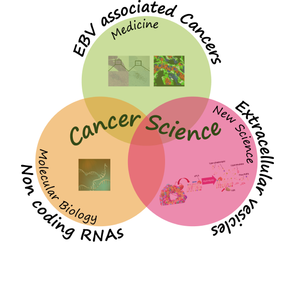 大阪大学微生物病研究所 感染腫瘍制御分野 幸谷研究室